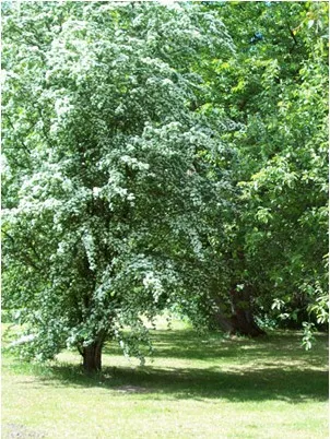 Trees in blossom in the park-like garden
