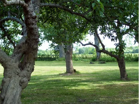Gamla frukträd på gräsmattan i parken