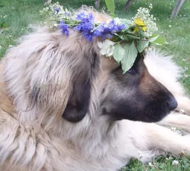 Gårdens hund med en blomsterkrans