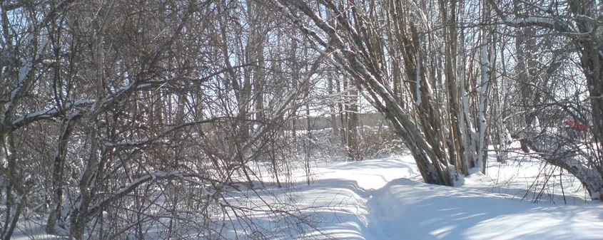 Snötäckt skog och park vid Häggatorp